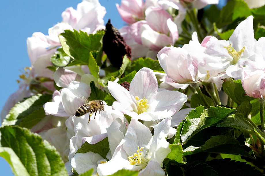 Bienen in Obstanbau an einer Apfelblüte