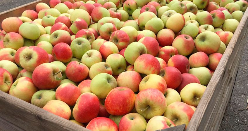 Apfel Elstar - Bild einer Apfelkiste